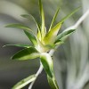 Sullivans Artificial Retro-Inspired Spider Plant 19" Green - 2 of 3
