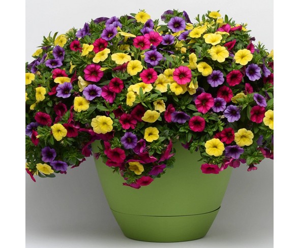 4pc Trixi Gold and Bold Combo - Cottage Hill