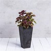 Novelty Ella Artstone Tall Square Plastic Resin Planter with Water Minder System - 4 of 4