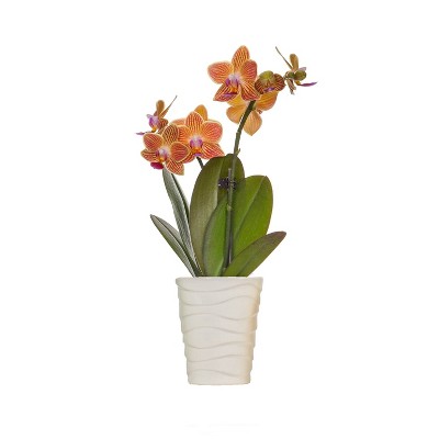 Just Add Ice 2.5" Yellow Orchid in Ceramic
