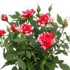 4" Mini Roses Red/White - Good Little Garden™ - 2 of 3