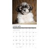 Willow Creek Press 2026 Shih Tzu Puppies Wall Calendar - 3 of 4