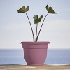 Bloem Ariana Round Resin Planter Pot Indoor and Outdoor Gardening - 2 of 4