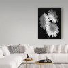 Trademark Fine Art -Susan S. Barmon 'Gerbera Daisy Black And White' Canvas Art - 3 of 3