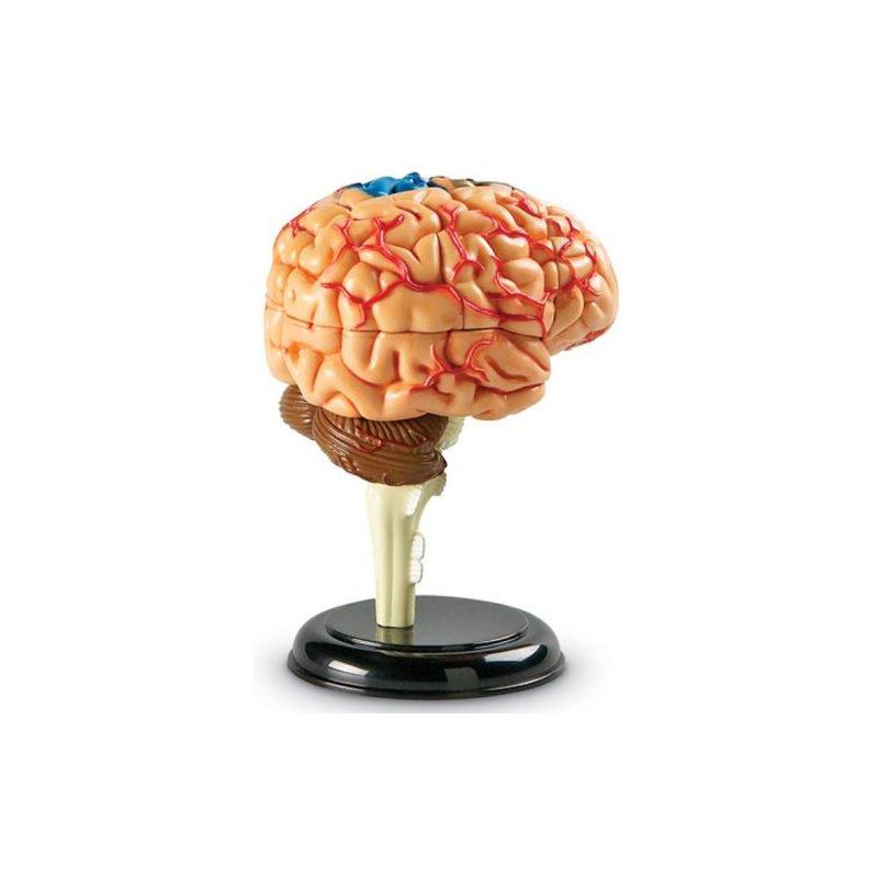 Learning Resources Brain Anatomy Model - Science Exploration Tools, 5 of 7