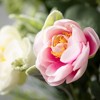 Sullivans Artificial Ranunculus Mini Blossom Wreath 24"H; Pink - 2 of 3