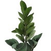 Vynxaria Artificial Plant, 20" Tall, Zz, Indoor, Faux, Fake, Table, Greenery, Potted, Real Touch, Decorative, Green Leaves, Grey Cement Pot - 4 of 4