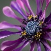 Sullivans Artificial Plum Purple Daisy Bloom Stem 22"H Purple - 2 of 2