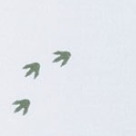 jurassic dinosaurs