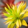5"H Sullivans Red Yellow Succulent Spike Set of 2, Multicolor - 2 of 2
