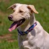 Country Brook Petz Martingale with Premium Buckle - Americana Collection - 3 of 4