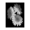Trademark Fine Art -Susan S. Barmon 'Gerbera Daisy Black And White' Canvas Art - 2 of 3