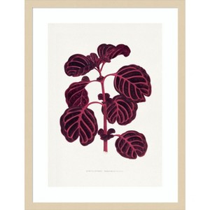 Amanti Art Pink Achyranthes Verschaffeltii Leaf Illustratio by Pictufy Wood Framed Wall Art Print - 1 of 4