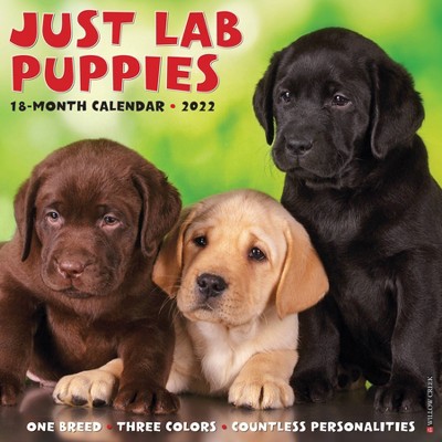 2022 Wall Calendar Just Lab Puppies - Willow Creek Press