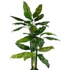 Northlight Wide Leaf Artificial Dieffenbachia Potted Plant - 59" - 3 of 4