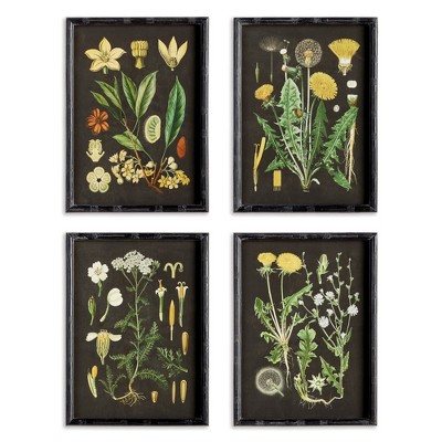 Plum & Post Golden Botanical Study, Set Of 4