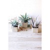 Large Artificial Succulents in Square Pots – 11" Decorative Faux Plants, Set of Three by Kalalou - 2 of 3