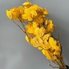 Alilang Decorative Dried Leafy Branches for Modern Home Decoration and Floral Arrangements, 15.5 Inches - 2 of 3