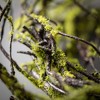 Sullivans Artificial 26.5" Mossy Twig Wreath - 2 of 2