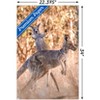 Trends International The Comedy Wildlife Photography Awards: Lara Mathews - Boing Unframed Wall Poster Prints - 3 of 4