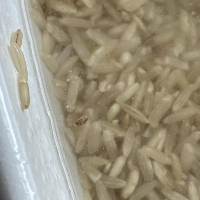 Long Grain Brown Rice - 1lb - Good & Gather™ : Target