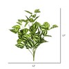 Vickerman 17" Artificial Green and White Peperomia Bush, 3 Pack - 2 of 3