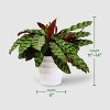 Live 5" Signature Foliage Plant - Good Little Garden™ - 4 of 4