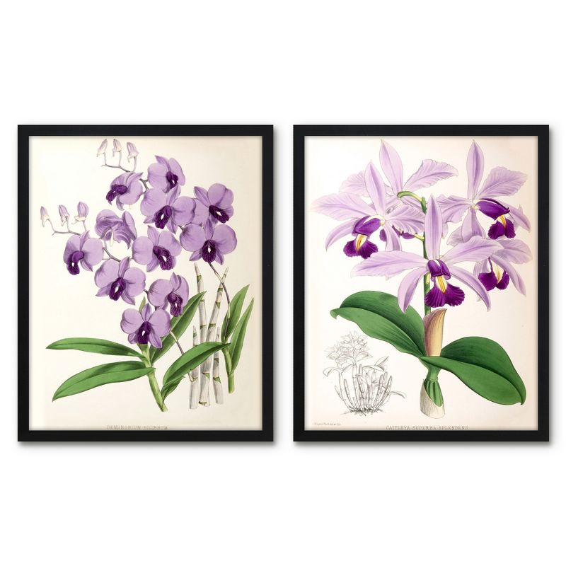 Americanflat 2 Piece 16x20 Wrapped Canvas Set - Fitch Orchid 
by New York Botanical Garden - botanical  Wall Art, 1 of 7