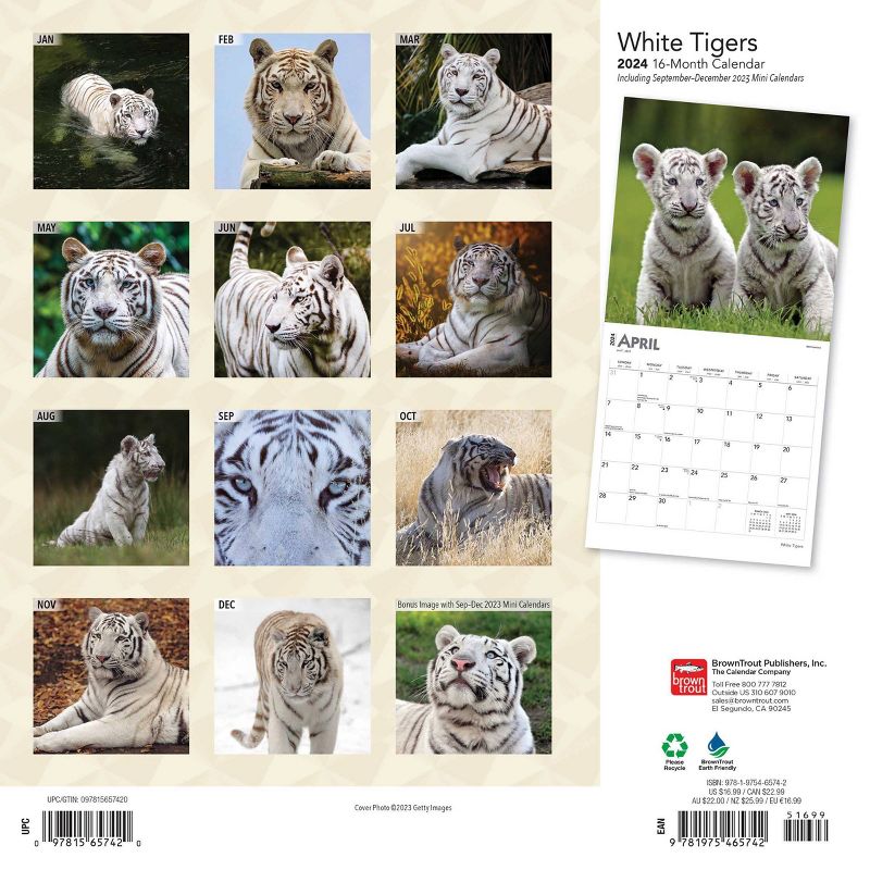 Browntrout 2024 Wall Calendar 12&#34;x12&#34; White Tigers, 2 of 5