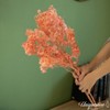 Uniquewise Preserved Real Floral Stems Chic Vase Fillers & Accents for Bouquets Centerpieces - 4 of 4