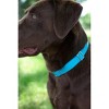 Country Brook Petz Premium Nylon Dog Collar with Metal Buckle for Small Medium Large Breeds - Vibrant 30+ Color Selection - 2 of 4