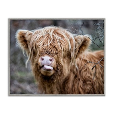 Stupell Industries Baby Cattle Licking Lips, 14" x 11"