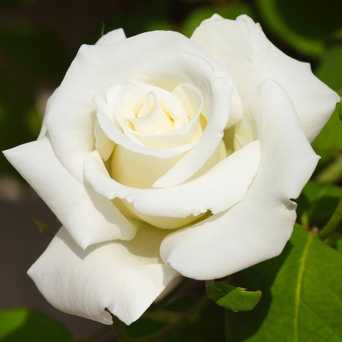 Van Zyverden Roses White Magic Root Stock : Target