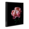 Stupell Industries Dark Rose Photography, 18" x 18" - 3 of 4