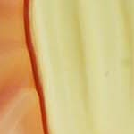 yellow box with orange bow pattern