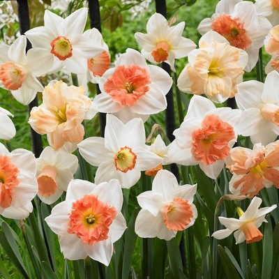 50ct Daffodils Pink Mixture Bulbs - Van Zyverden