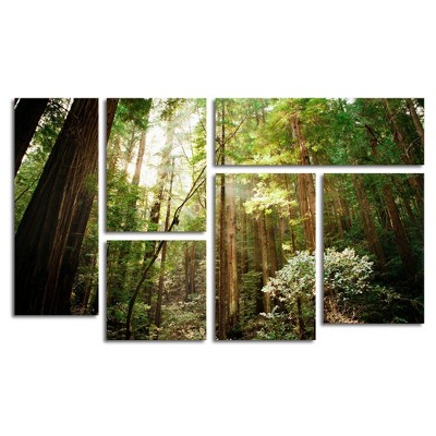 6pc Muir Woods by Ariane Moshayedi - Trademark Fine Art