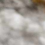 light gray, medium gray, off white, rust, charcoal