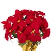 Northlight Artificial Christmas Poinsettia with Gold Wrapped Pot - 20" - Red - 3 of 4