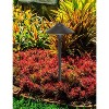 Elegant Lighting Outdoor 12V Cast Brass path light 9 inch Wide x 24 inch High in Dark Bronze - 2 of 4