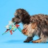 Bark Grimbold The Dragon Dog Toy : Target