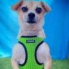 Voyager Step-In Dog Harness for Small and Medium Dogs - image 4 of 4