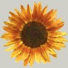 Men's Design By Humans Sunflower By Maryedenoa T-Shirt - 2 of 3