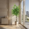 Artificial Ficus Tree, Fake Ficus Tree with Lifelike Trunk and Silky Green Leaves with Vines, for Home Bedroom Balcony Office Decor - 4 of 4