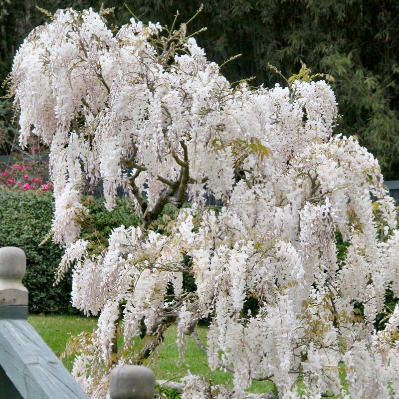Wisteria White - National Plant Network, 4 of 5