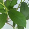 Artificial Flower Tree Artificial Potted Interior Large Fruit, Suitable for Home Office - 3 of 4