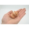 Collectible Wildlife Gifts | Sea Snail, Conch Shell, Ocean, Beach, Sea Life, Plastic Model, Realistic,  Animal, Life Like, Gift,  2 1/2"   F6023 B378 - 3 of 4
