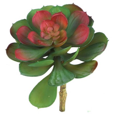 Floral Home 6.5" Green and Blue Aeonium - 12-Piece