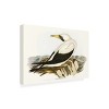 Trademark Fine Art - Elizabeth Gould  Majestic Waterbird VI Canvas Art - 4 of 4