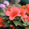 2.25gal Macrantha Orange Azalea Plant with Pink/Orange Blooms - National Plant Network: Perennial Shrub for Partial Shade - 4 of 4